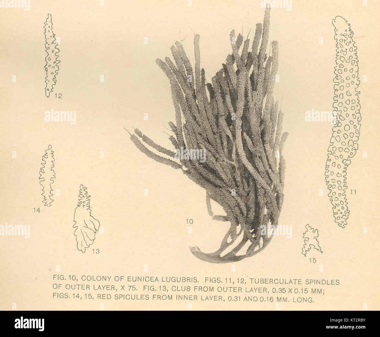 The colony of Eunicea lubugris displays a complex structure, with tuberculate spindles in the outer layer and a distinctive club-like form. The red spicules found in the colony add to its unique morphology, contributing to its classification and study in marine biology. Stock Photo