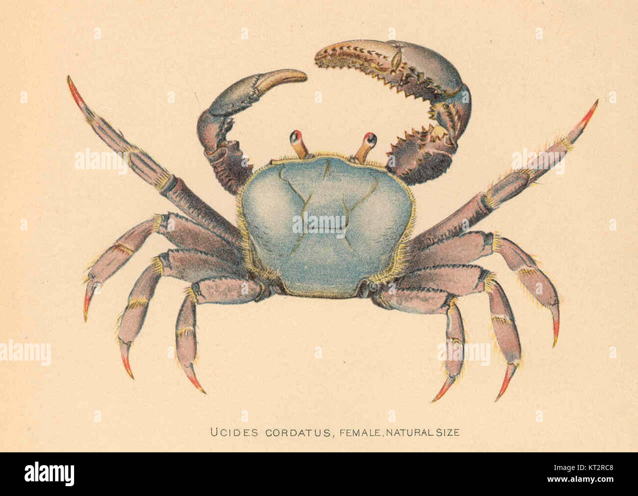 38182 Ucides cordatus, Female Stock Photo Alamy