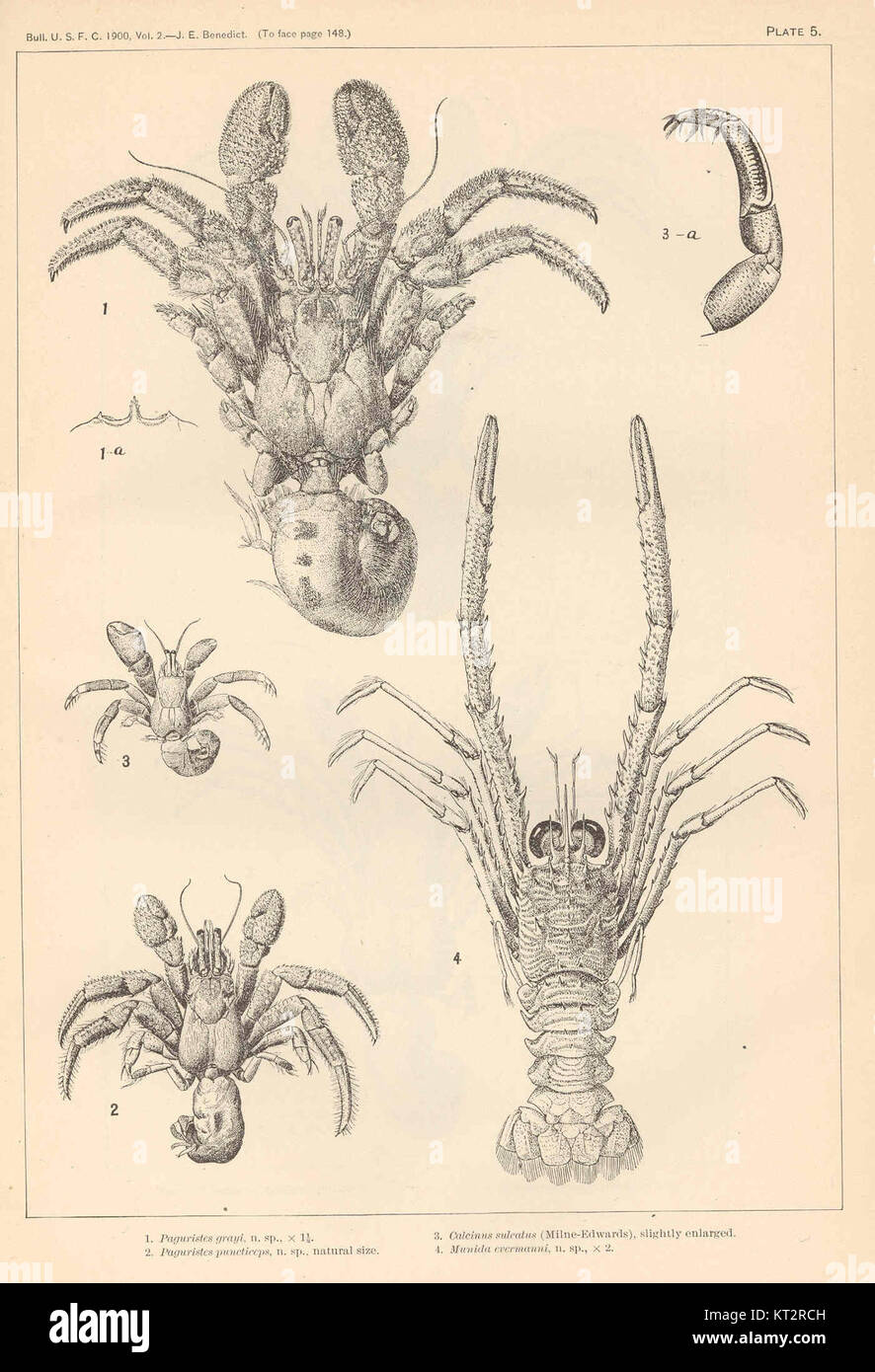 38179 Paguristes grayi (1); Paguristes puncticeps (2); Calcinus sulcatus (Milne-Edwards (3); Munida evermanni (4) Stock Photo