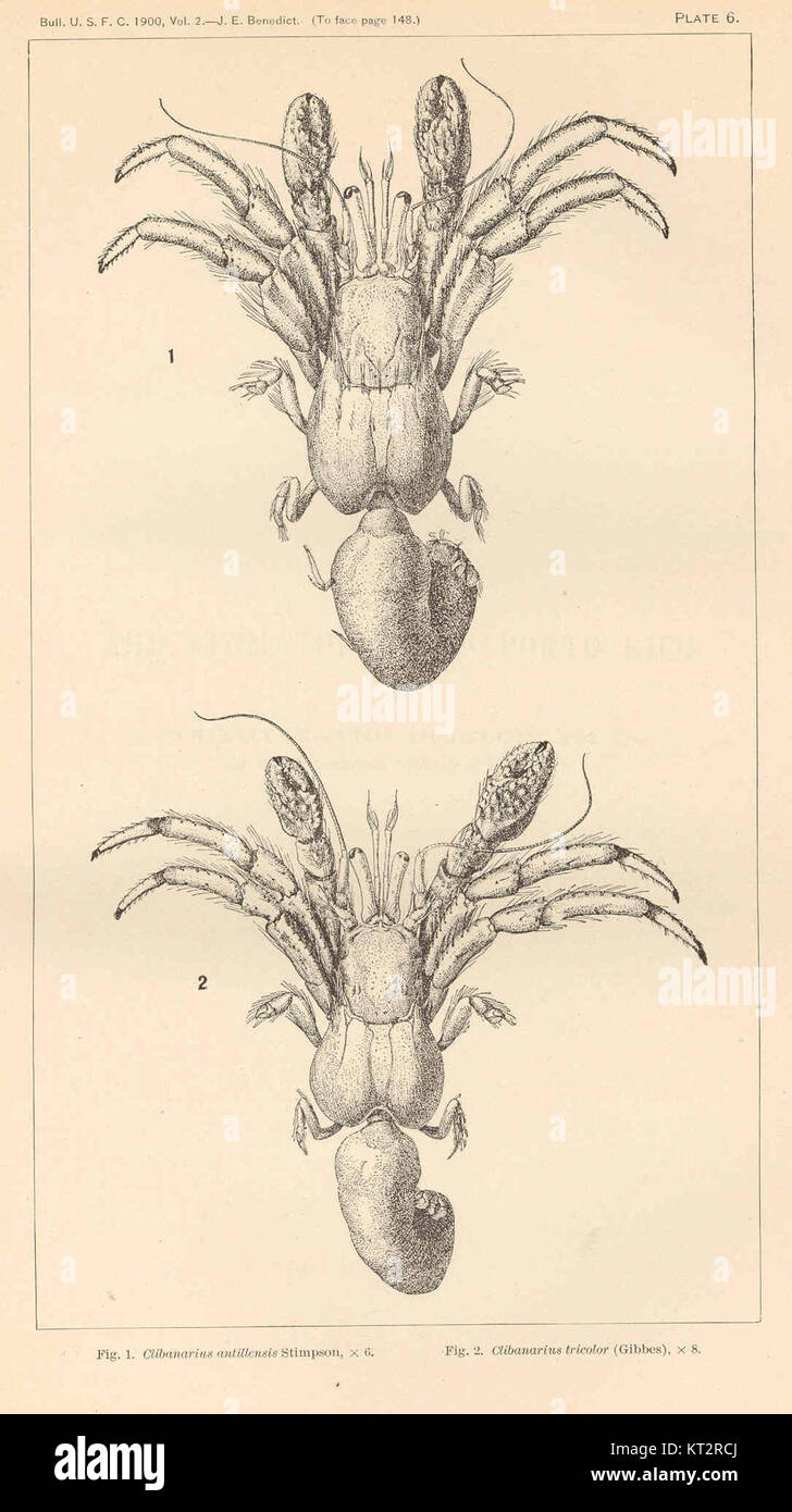 38189 Clibanarius antillensis Stimpson (1); Clibanarius tricolor (Gibbes) (2) Stock Photo