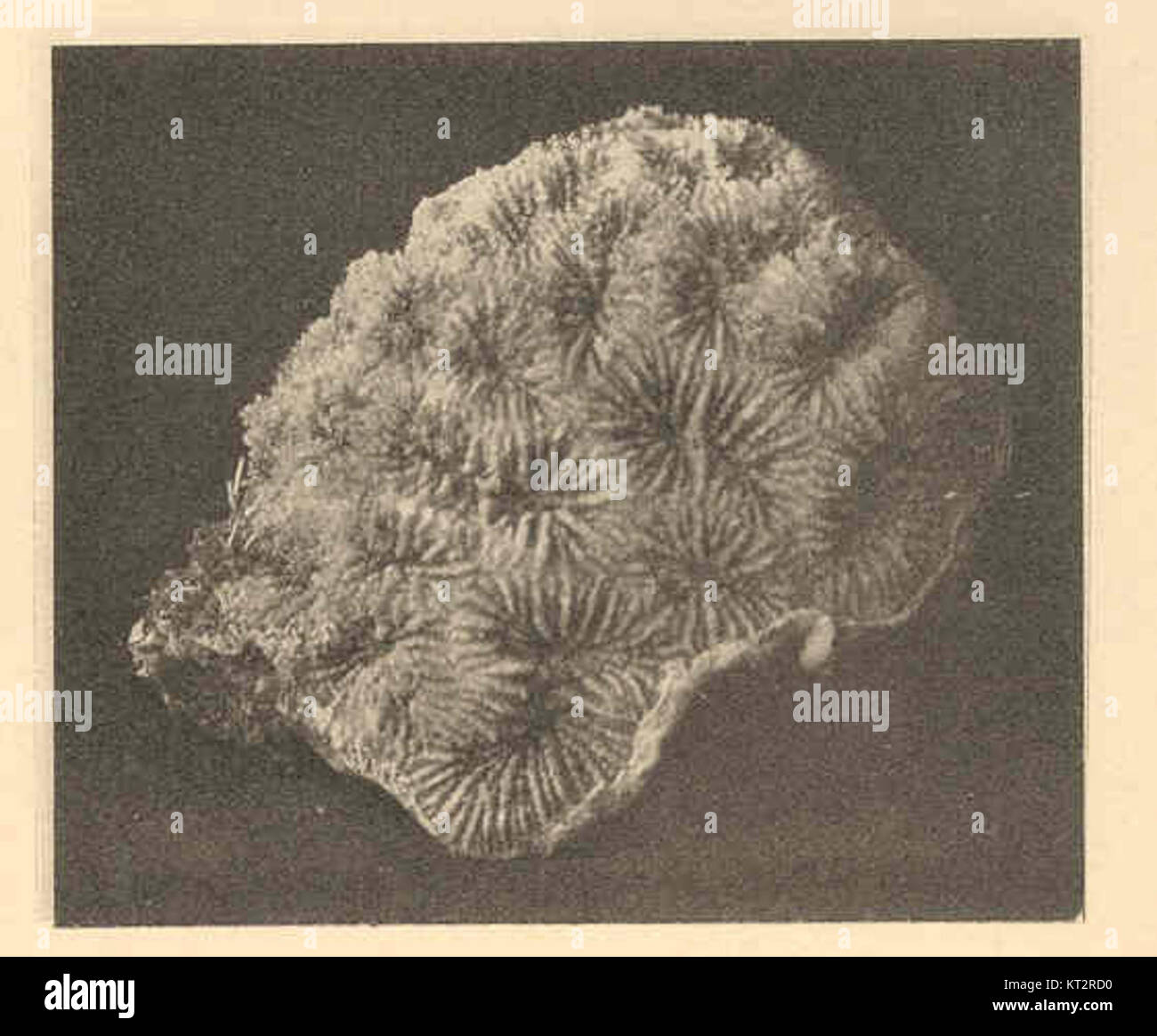 38200 Favia fragum (Esper) View of a corallum from side Stock Photo