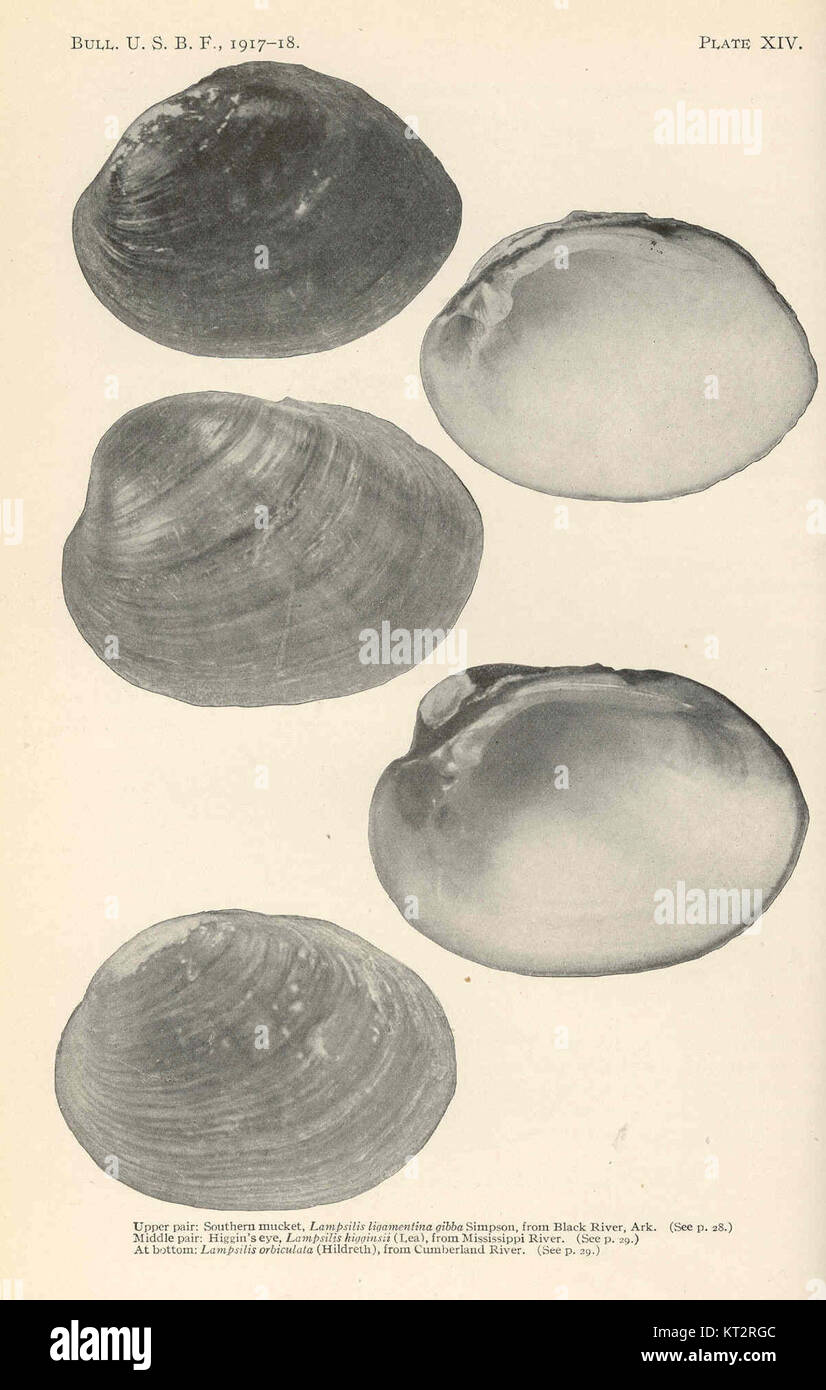Upper Mucket 38275 Southern mucket, Lampsilis ligamentina gibba Simpson, from Black ...