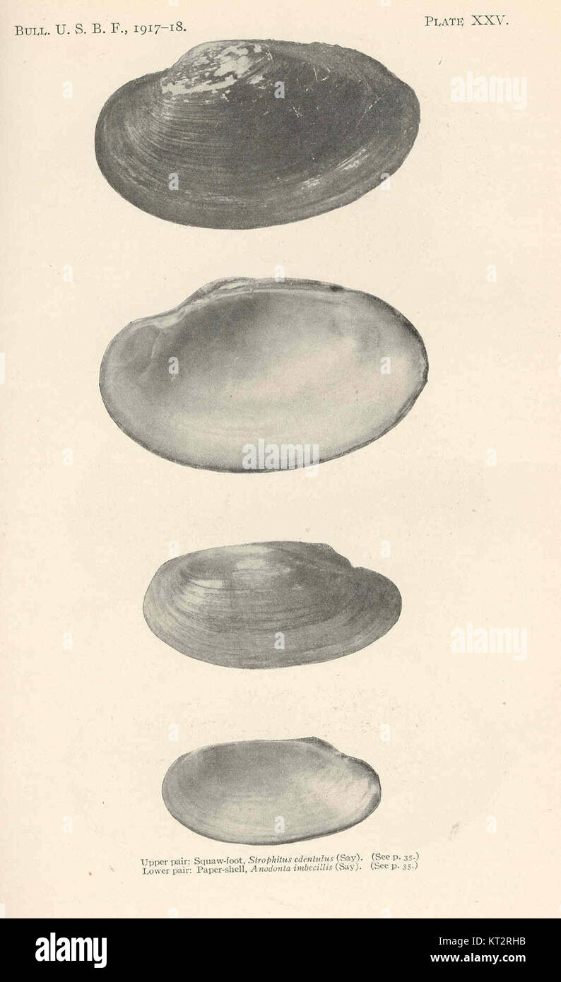 38300 Squaw-foot edentulus (Say), upper pair; Paper-shwll, Anodonta imbecillis (Say), lower pair Stock Photo