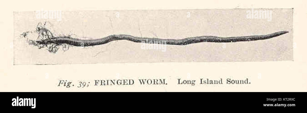38502 Fringed Worm Long Island Sound Stock Photo