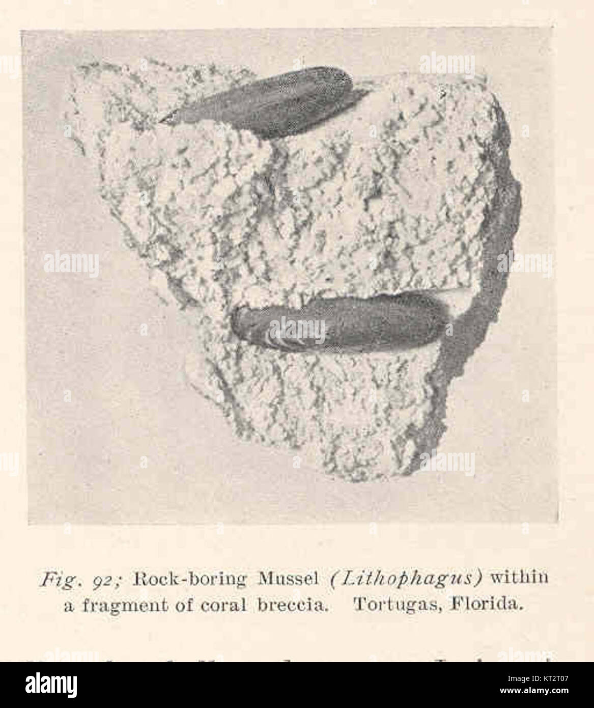 The Rock-boring Mussel (Lithophagus) is a species found in the Florida Keys, specifically in Tortugas. It bores into coral reefs and marine rocks, contributing to marine ecosystem processes and coral structure. Stock Photo