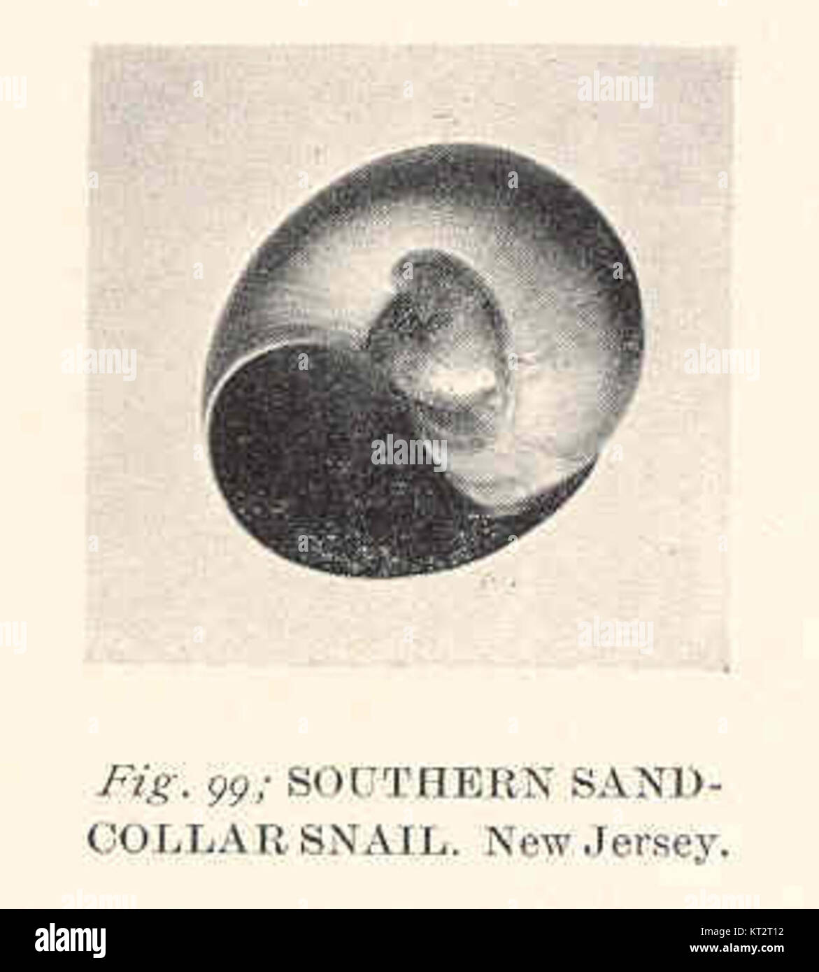 This image is of the Southern Sand-Collar Snail, identified as species ...