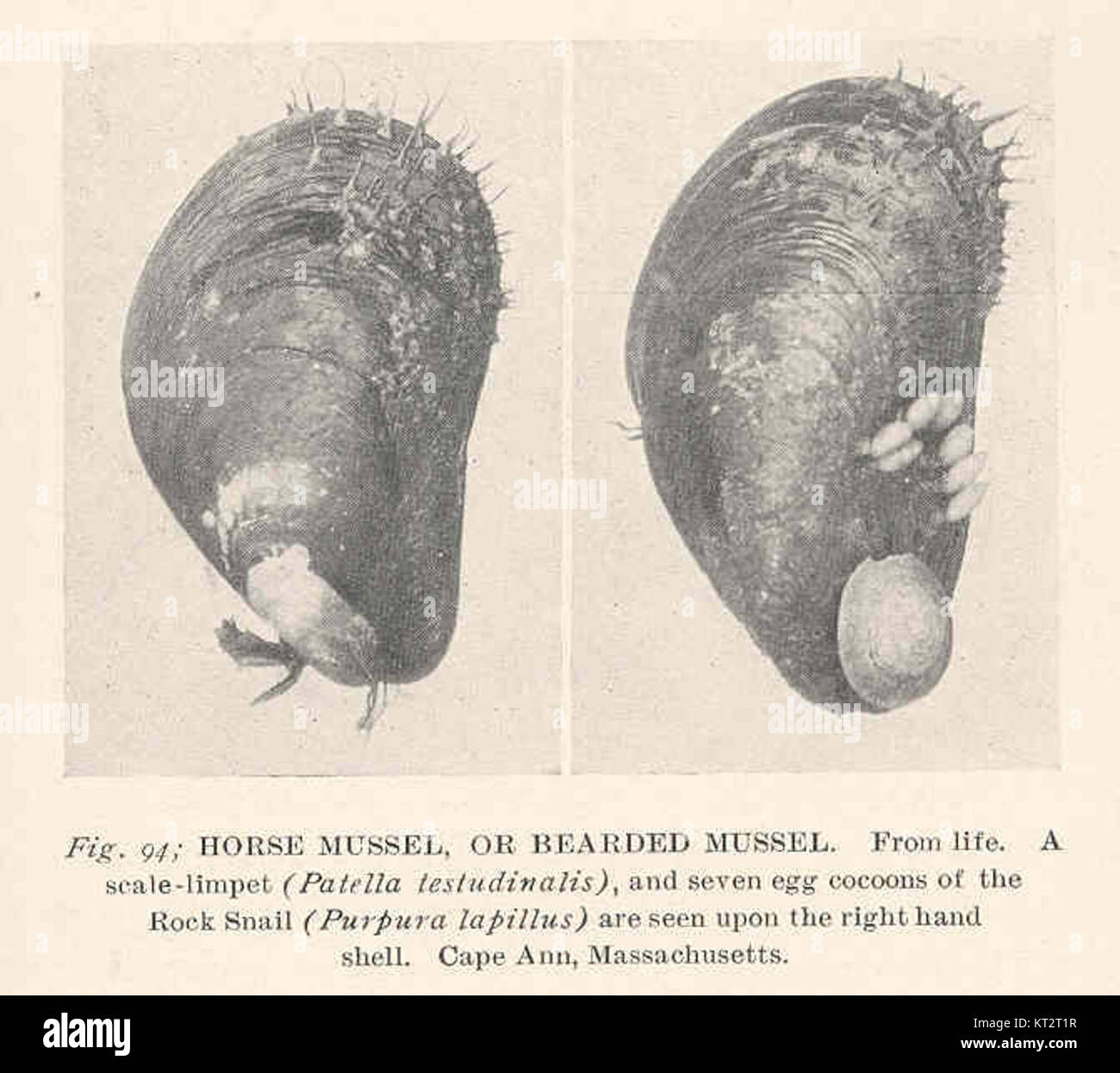 38582 Horse Mussel or Bearded Mussel From Life A Scale-limpet (Patella testudinalis) and seven egg cocoons of the Rock Snail (Purpura Stock Photo