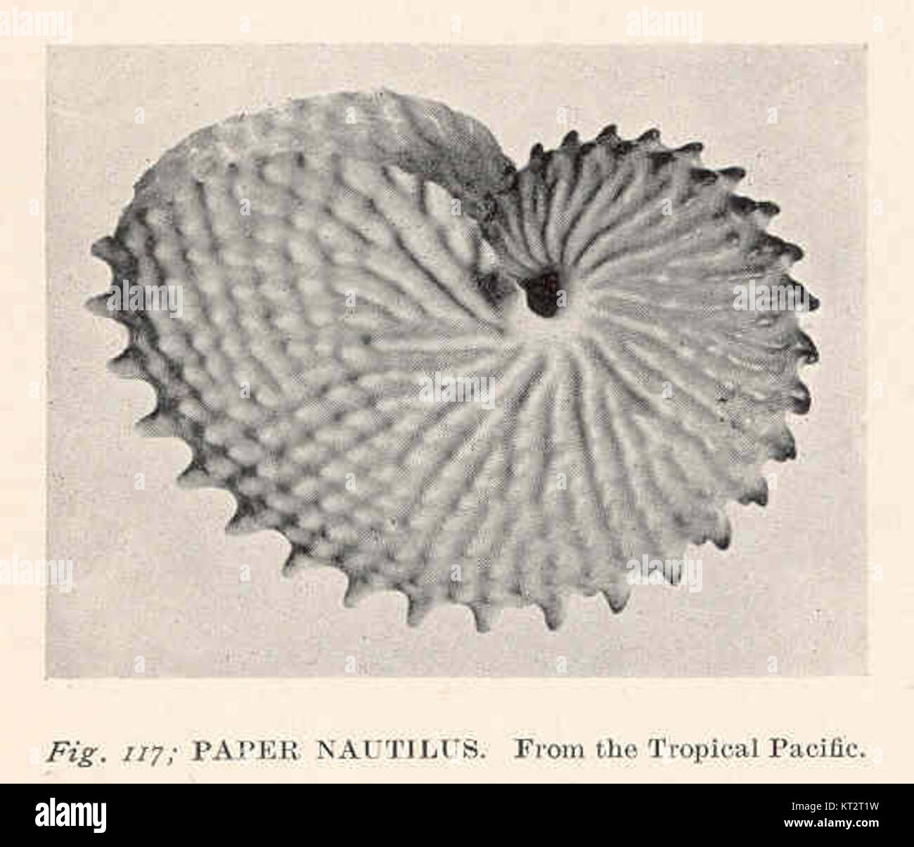 38584 Paper Nautilus From the Tropical Pacific Stock Photo Alamy