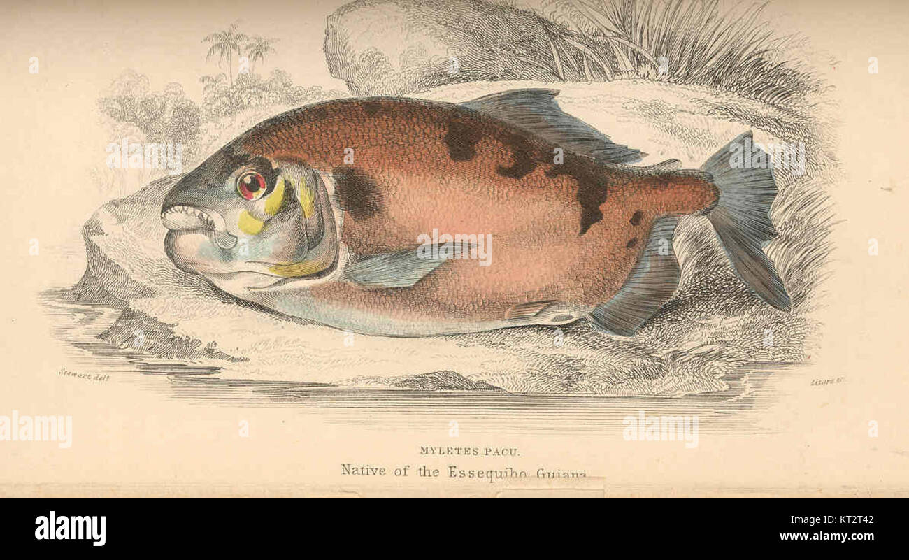 Myletes pacu, cataloged as specimen 38627, is a fish species native to ...