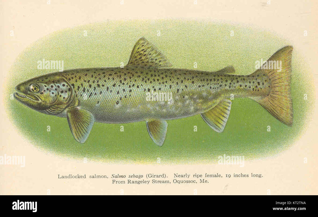 38994 Landlocked salmon, Salmo sebago (Girard) Nearly ripe female, 19 inches long From Rangely Stream, Oquossoc, Med Stock Photo