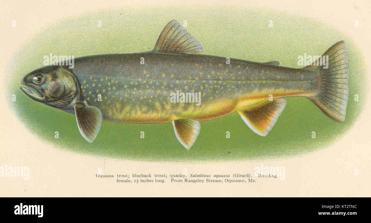 38996 Oquassa trout; blueback trout; quasky Salvelinus oquassa (Gerard