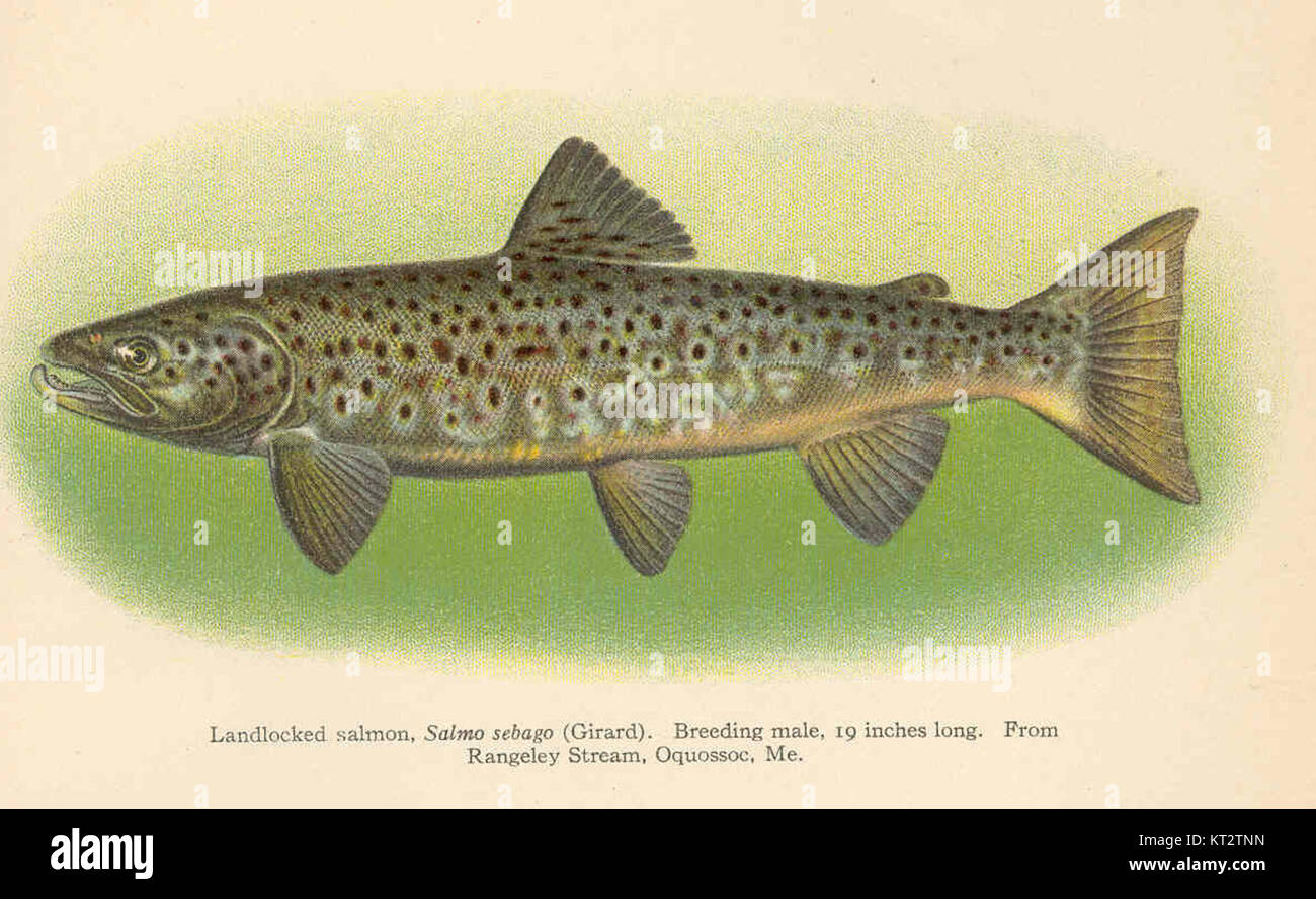 39003 Landlocked salmon, Salmo sebago (Girard) Breeding male, 19 inches long From Rangeley Stream, Oquossoc, Me Stock Photo