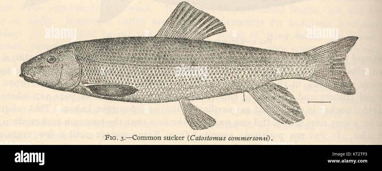 39013 Common sucker (Catostomus commersonii) Stock Photo