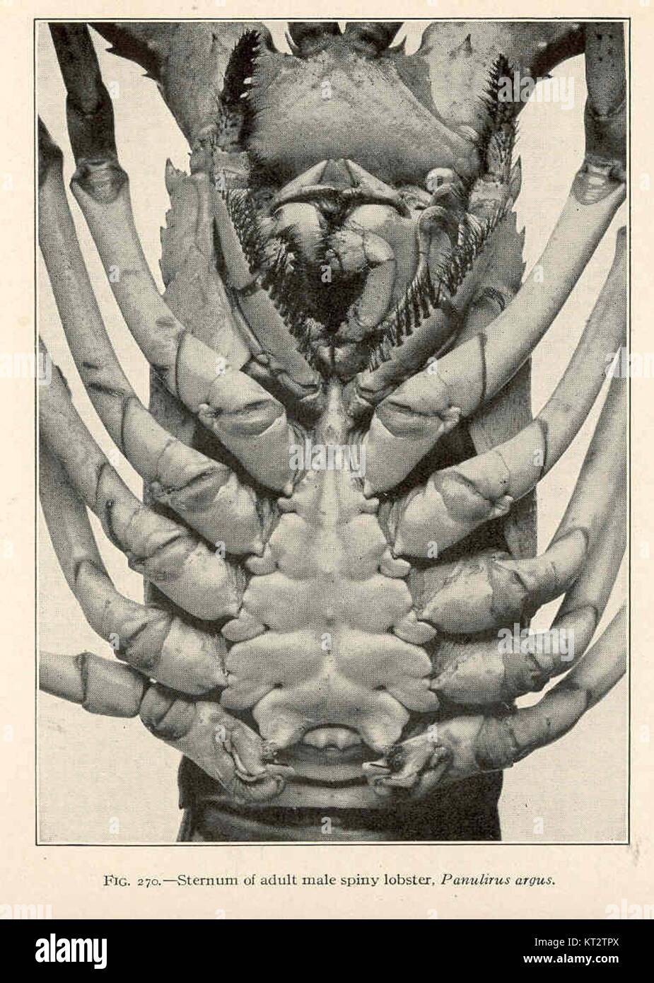 Lobster Rostrum This entry refers to the sternum of an adult male spiny lobster ...