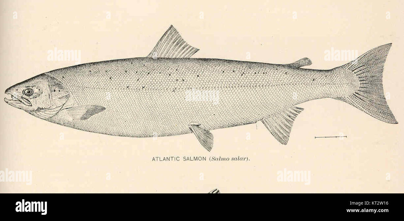 Atlantic Salmon (Salmo salar), identified by the catalog number 39185