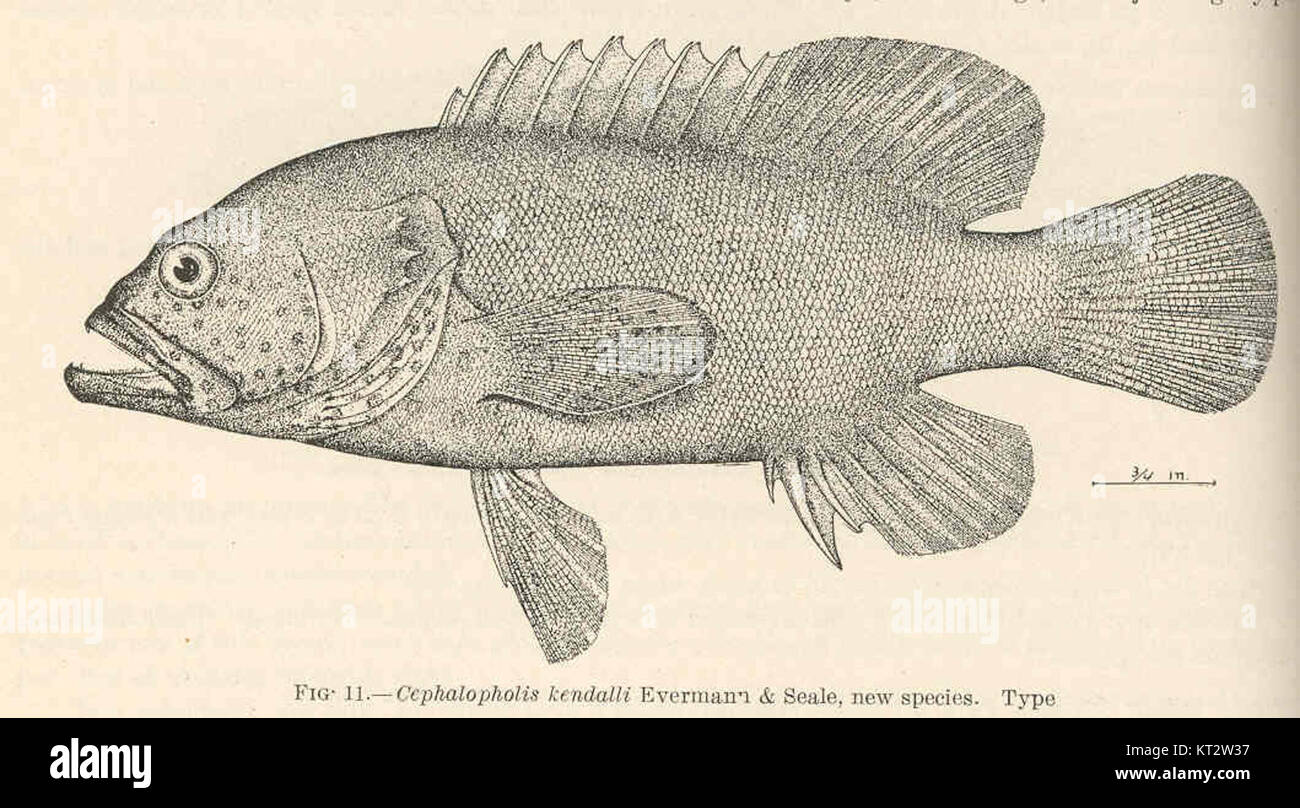Cephalopholis kendalli, a newly discovered species of fish, was ...