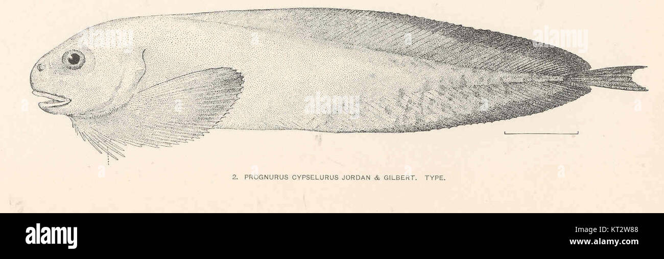 39345 Prognurus cypselurus Jordan & Gilbert Type Stock Photo