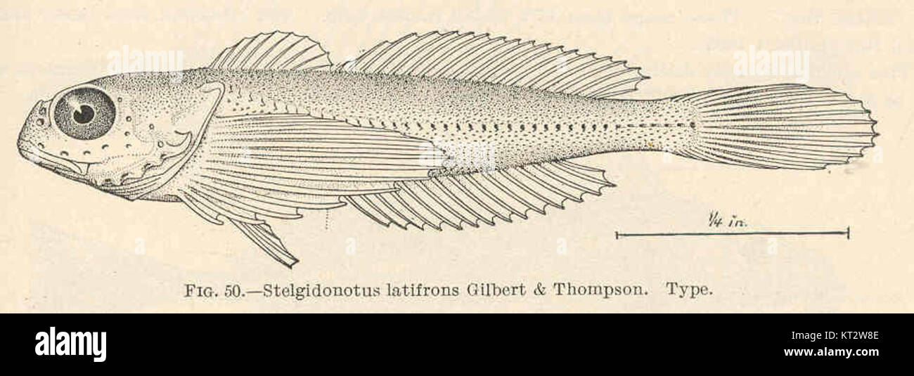 Gilbert Thompson Thompson gilbert hi-res stock photography and images - Alamy