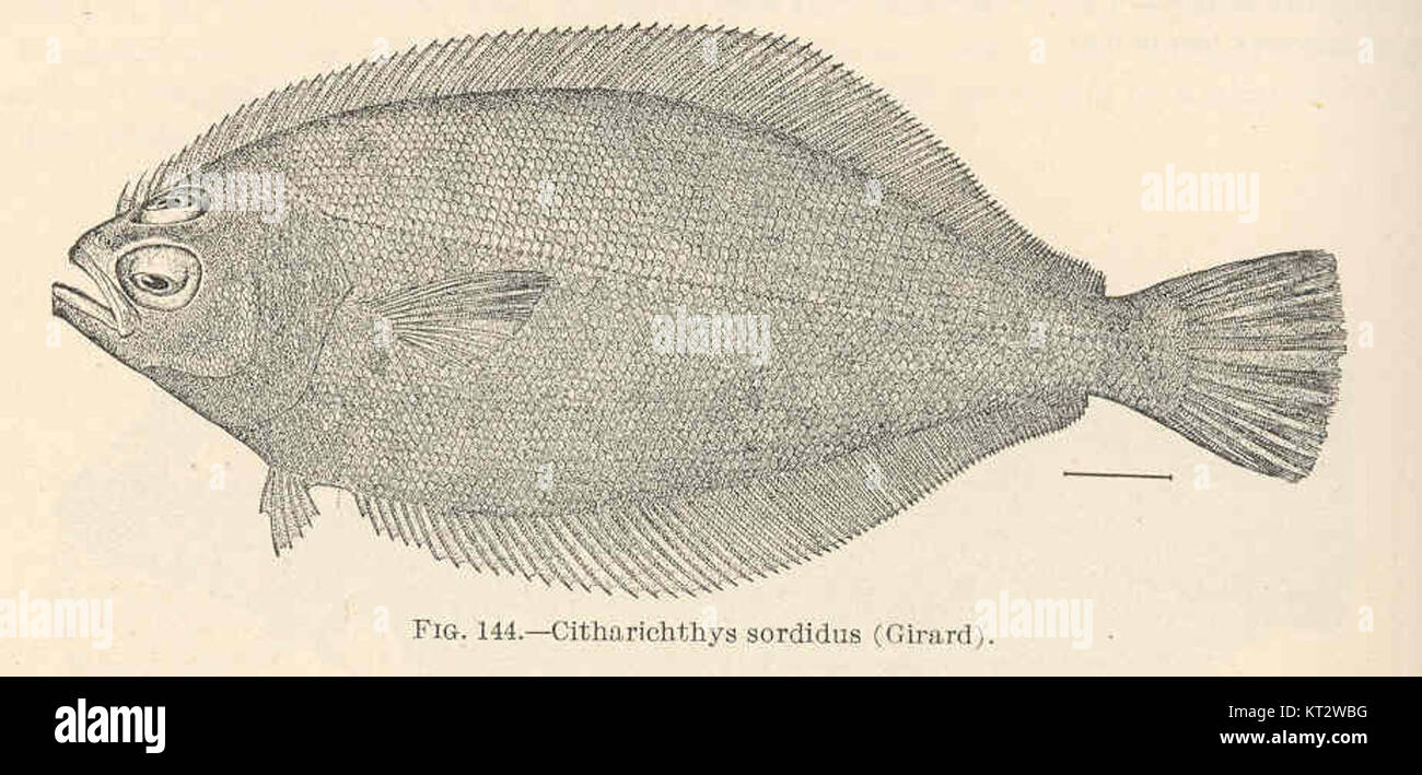 39420 Citharichthys sordidus (Girard Stock Photo Alamy