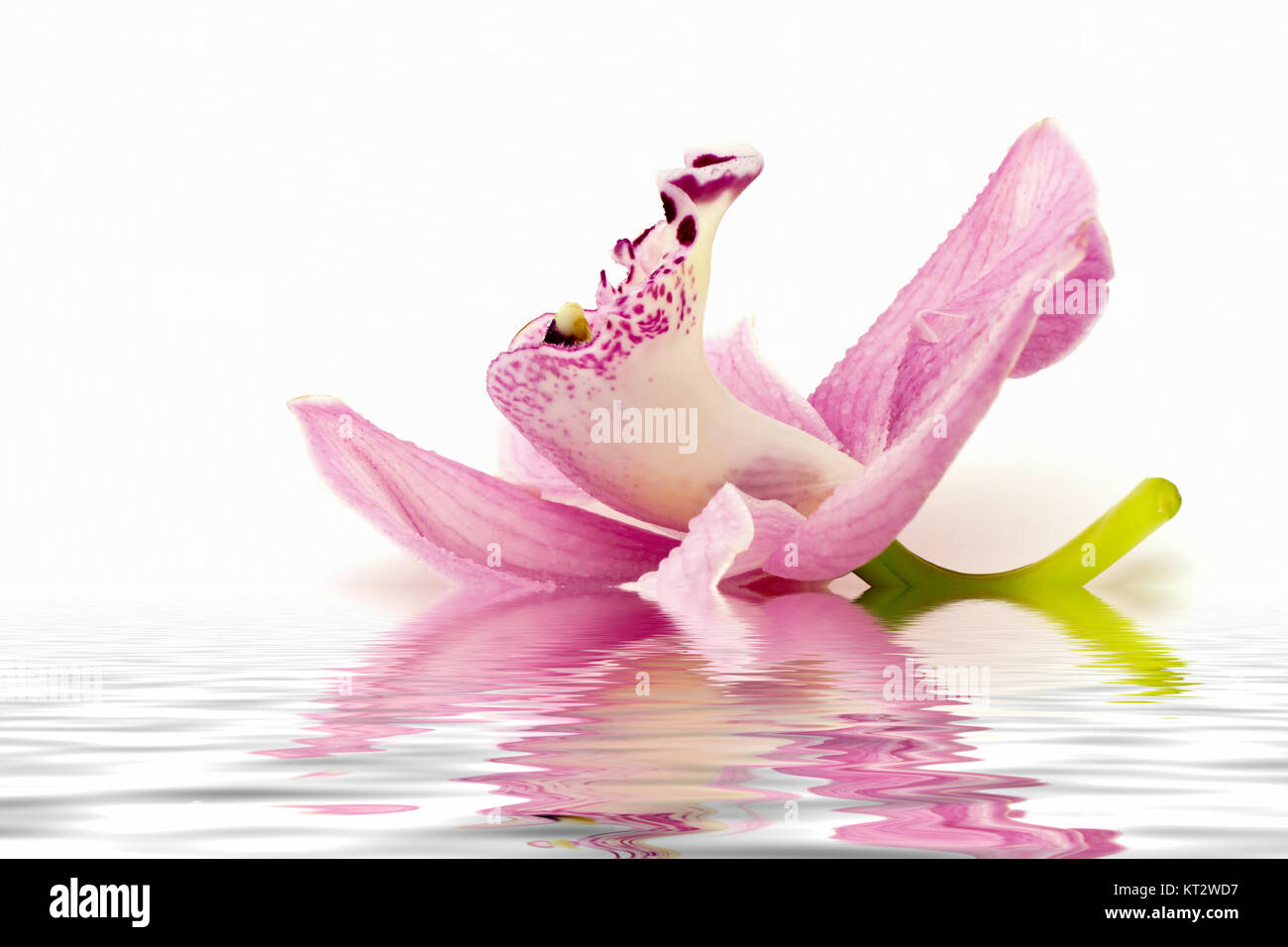 Beautiful pink orchid on white background Stock Photo - Alamy