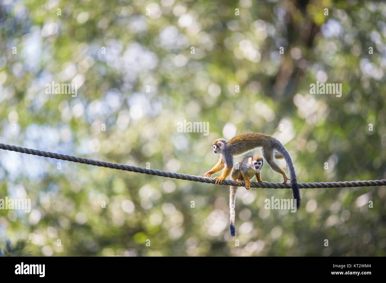 Common Squirrel Monkey (Saimiri sciureus  shallow DOF) Stock Photo