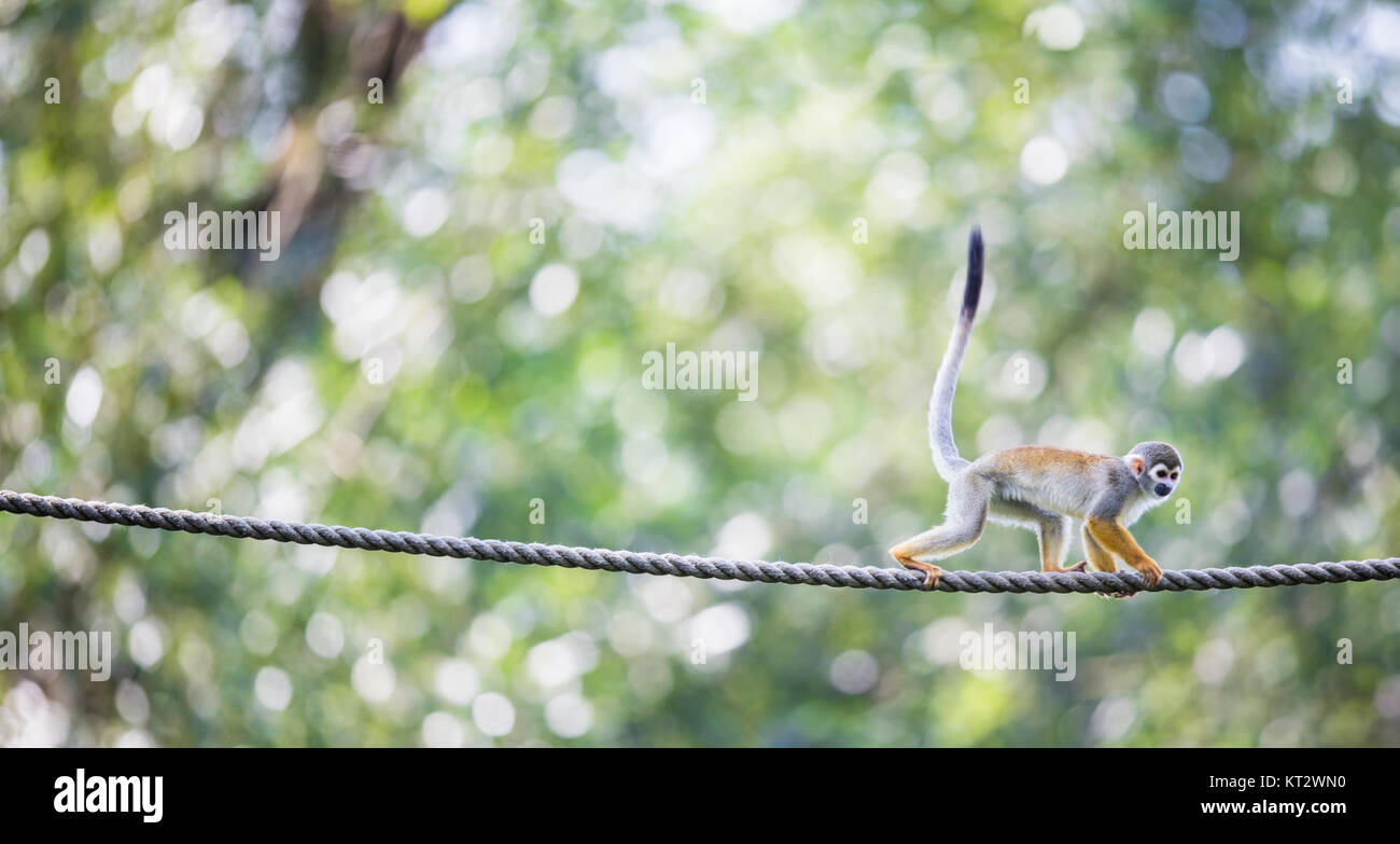 Common Squirrel Monkey (Saimiri sciureus  shallow DOF) Stock Photo