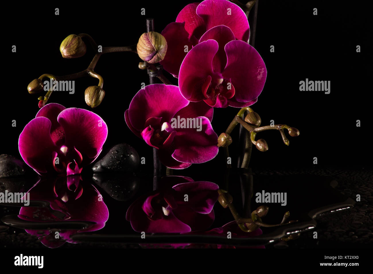 orchid reflection in the water and black stones Stock Photo