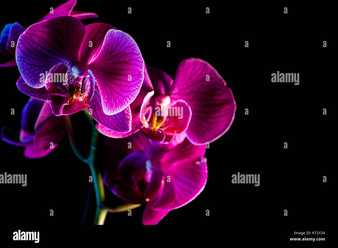 orchid red and yellow with black background Stock Photo - Alamy