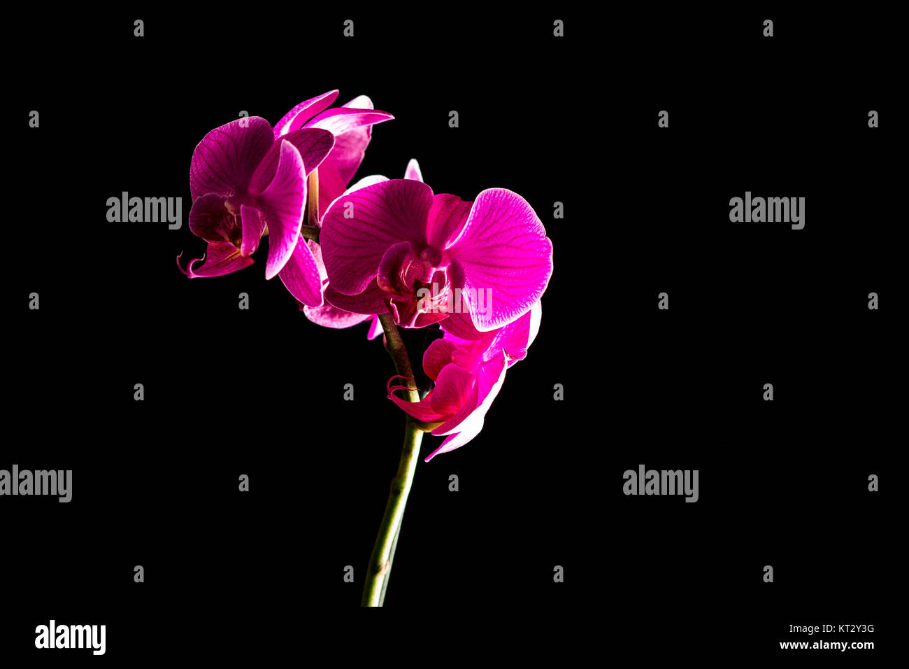 orchid red and yellow with black background Stock Photo - Alamy