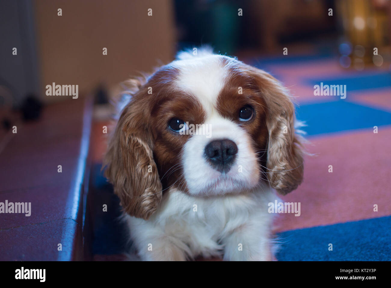 Cavalier king charles spaniel dog portrait Stock Photo