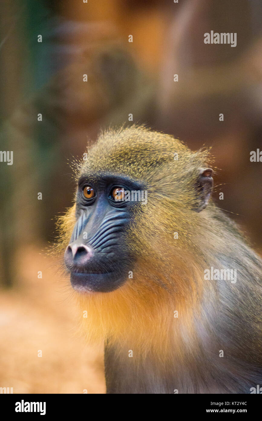 Mandrill monkey portrait Stock Photo
