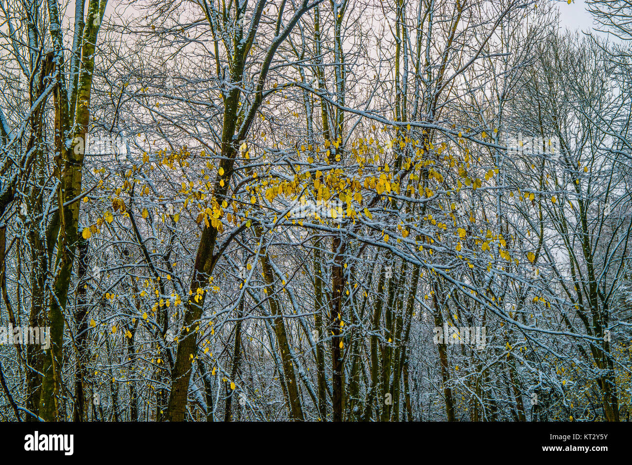 Snow covered branches with a few golden leaves Stock Photo
