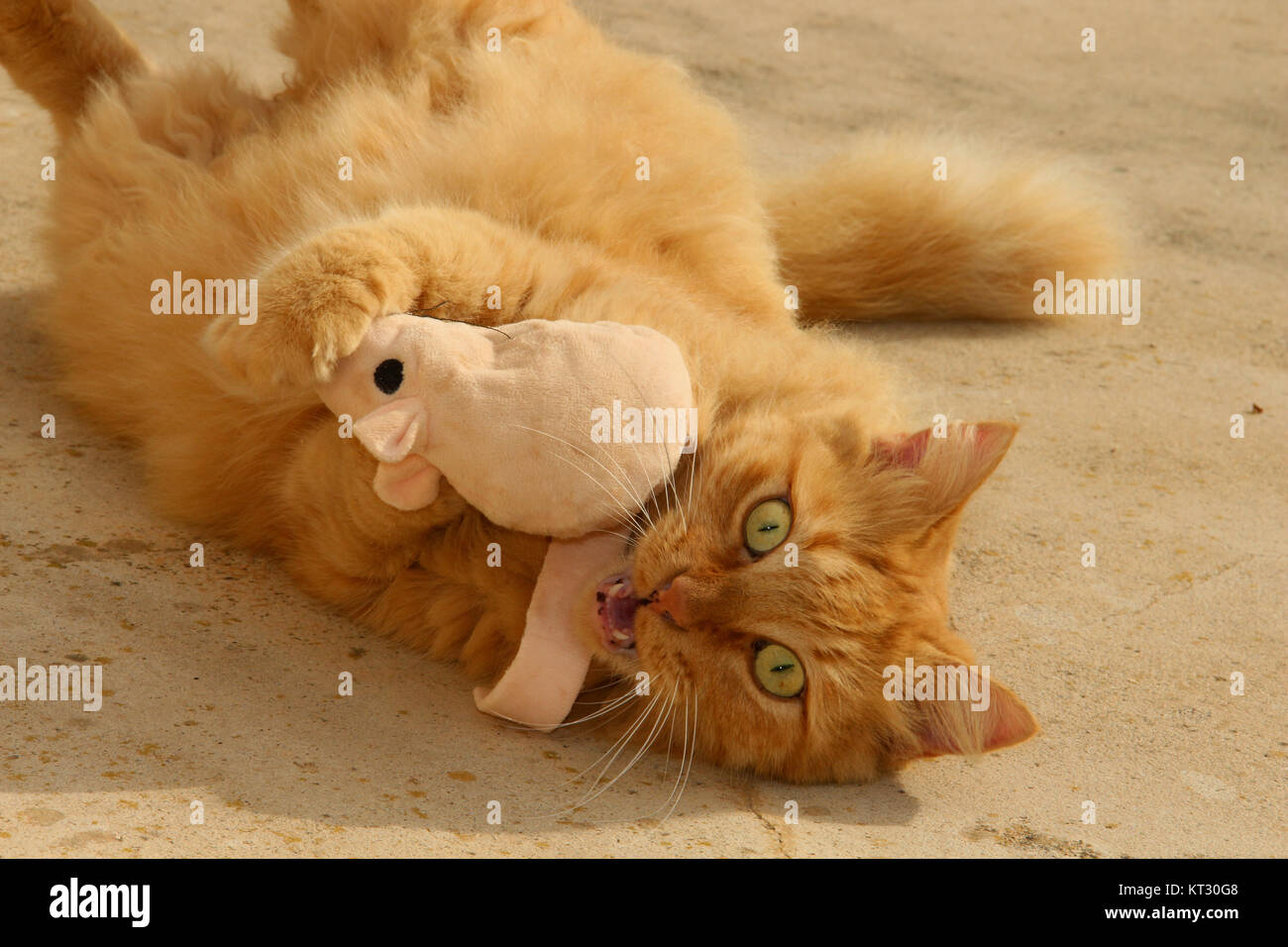 Crazy cat with cat-nip Stock Photo