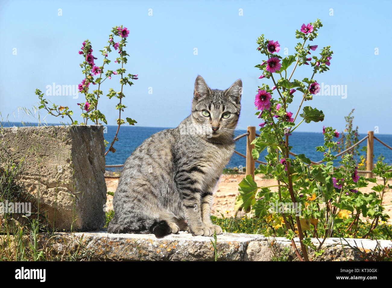 domestic cat sitting at the sea Stock Photo