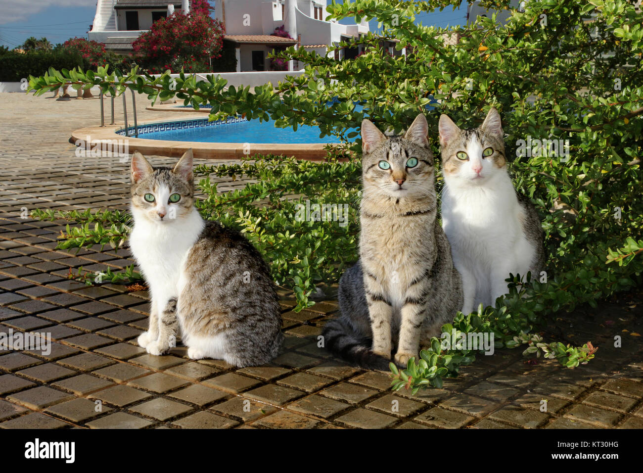 Three domestic cats sitting close to a bush near a pool Stock Photo