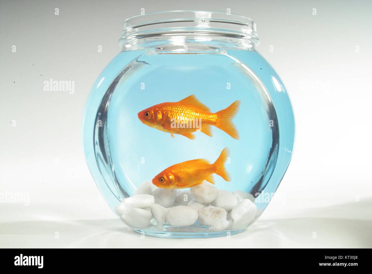 two goldfishes in a bowl Stock Photo