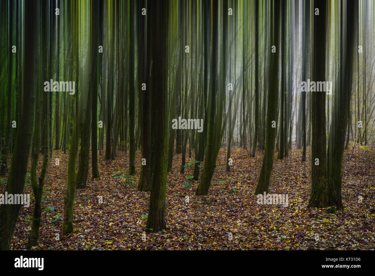 Abstract motion blur of trees in a autumn forest. Stock Photo