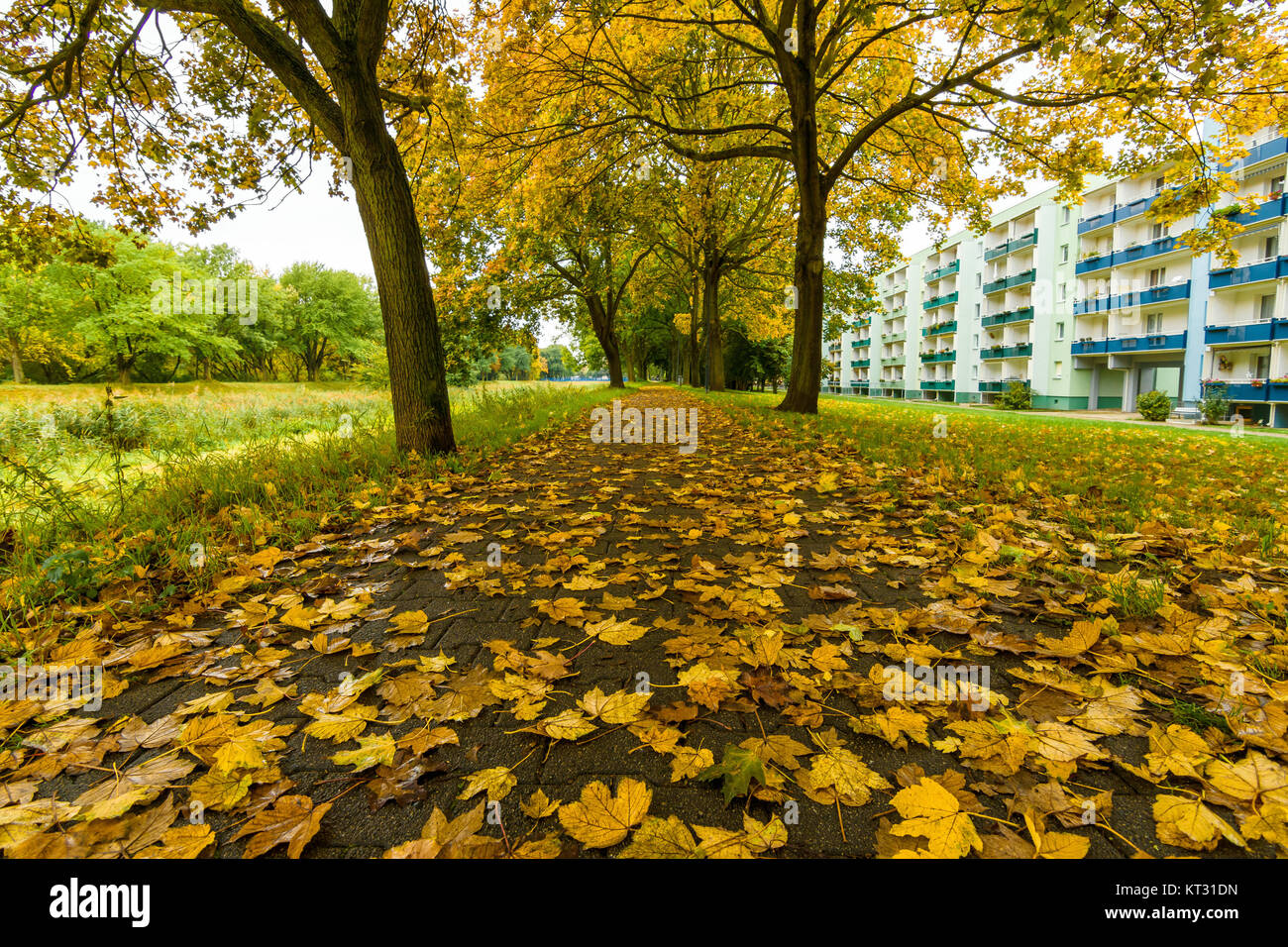 Fallen yellow leaves on a path in a city park Stock Photo - Alamy