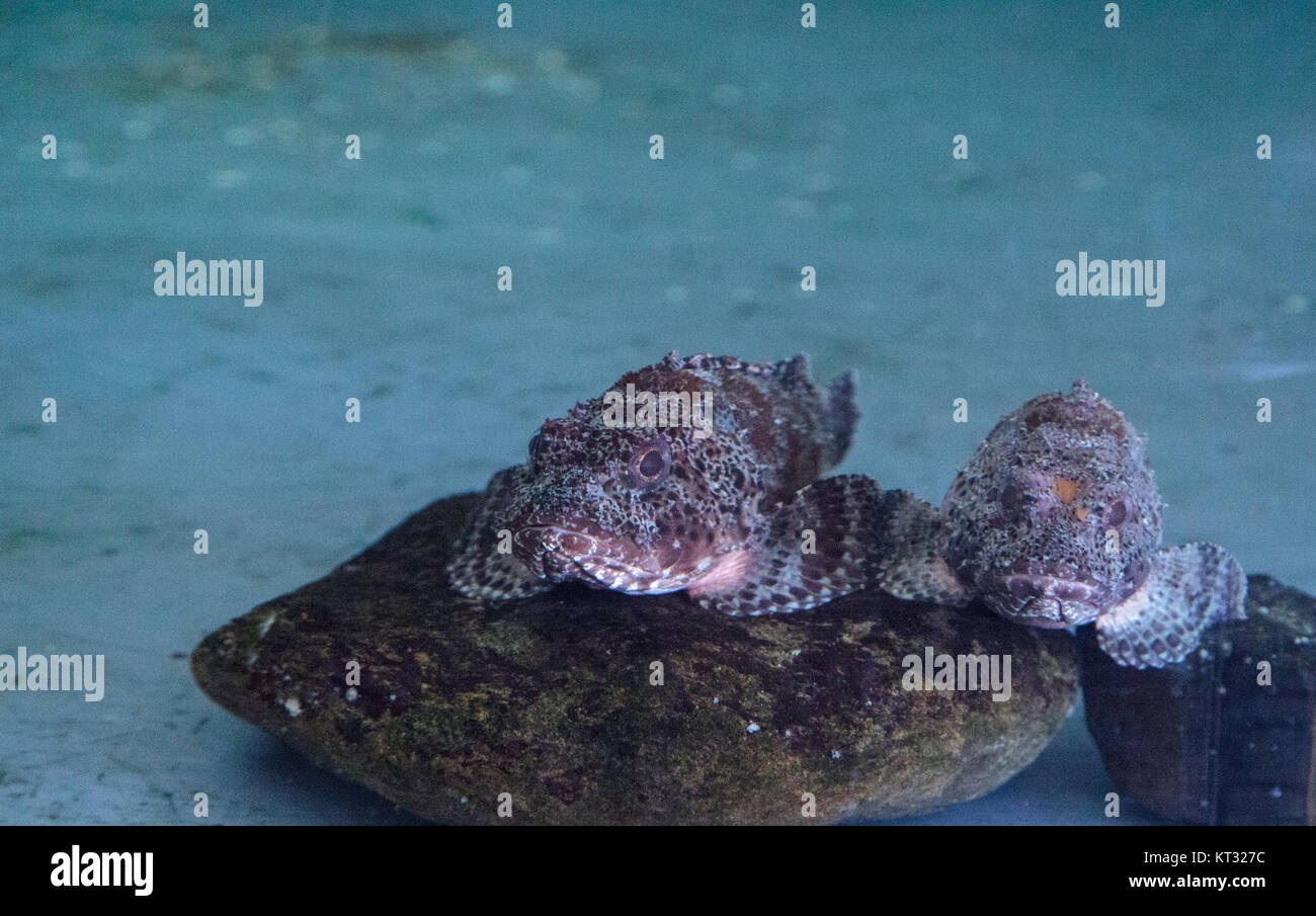 Scorpion Venom High Resolution Stock Photography and Images Alamy