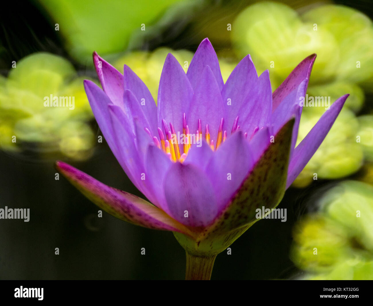 water lily - mirror lens bokeh Pentax 400-600mm Stock Photo