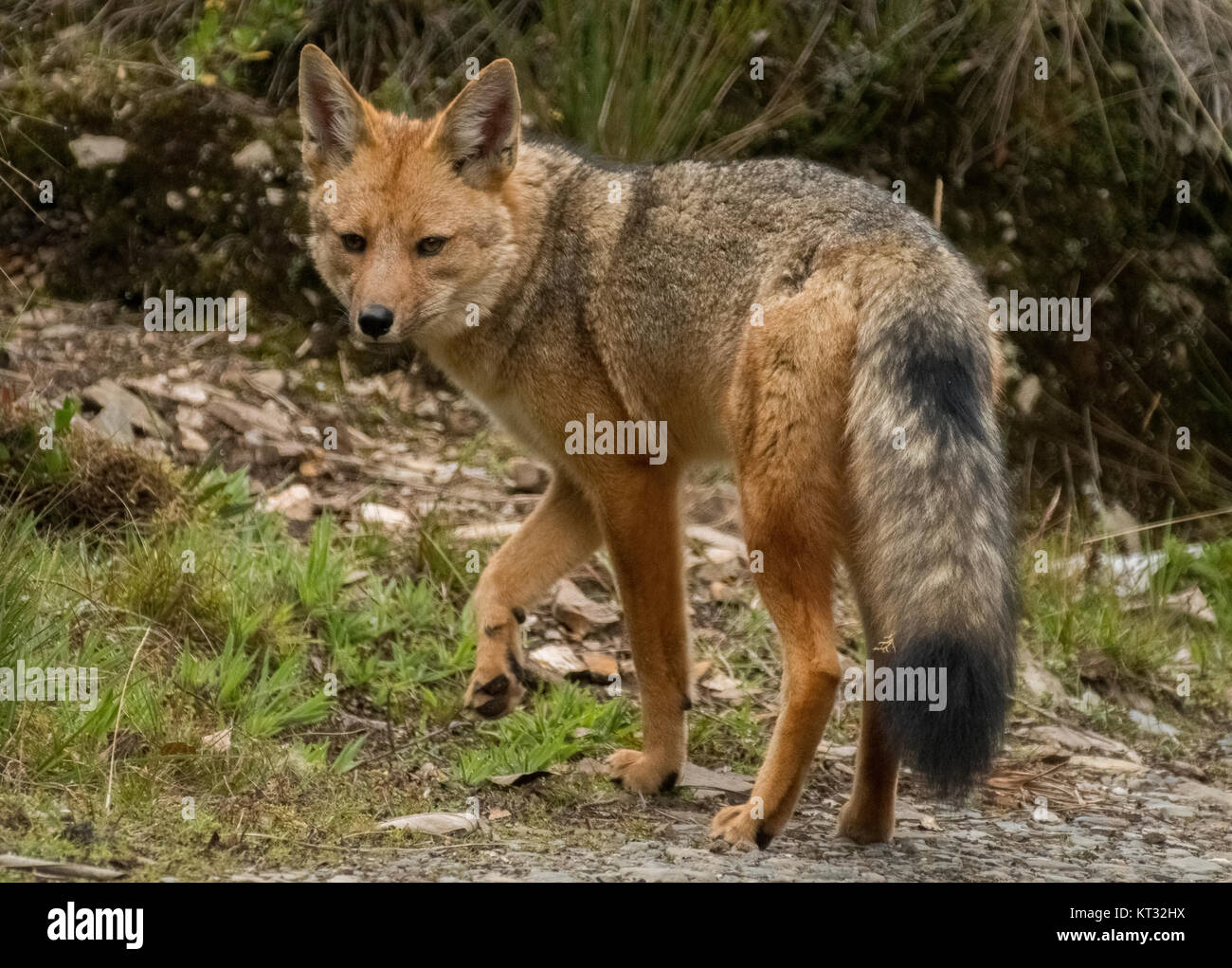 Culpeo or Andean fox (Lycalopex culpaeus), Manu National Park, Peru Stock Photo