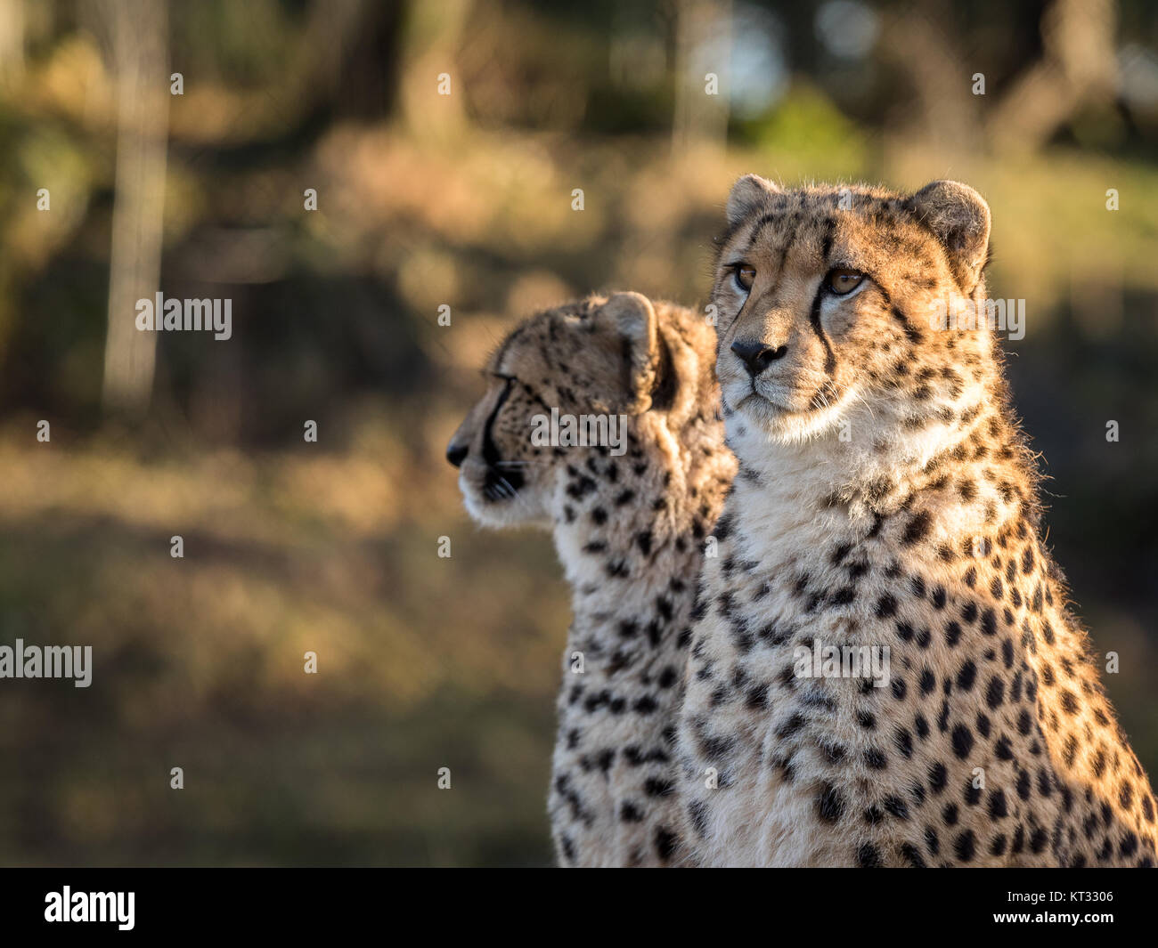 Two cheetahs, Acinonyx jubatus, looking to the left Stock Photo
