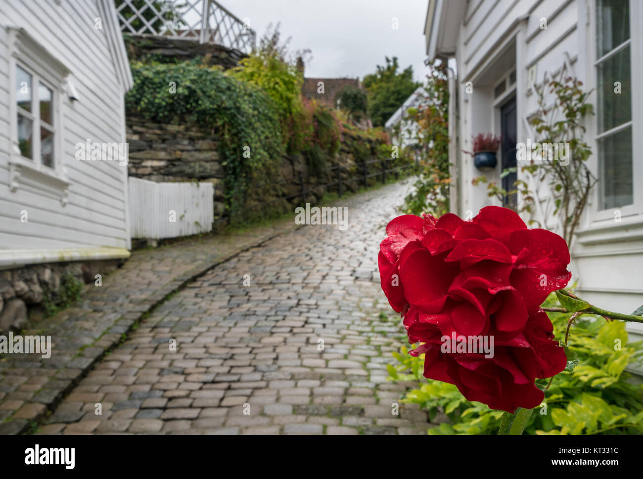 Red flower in front of narrow Stavanger Norway street Stock Photo