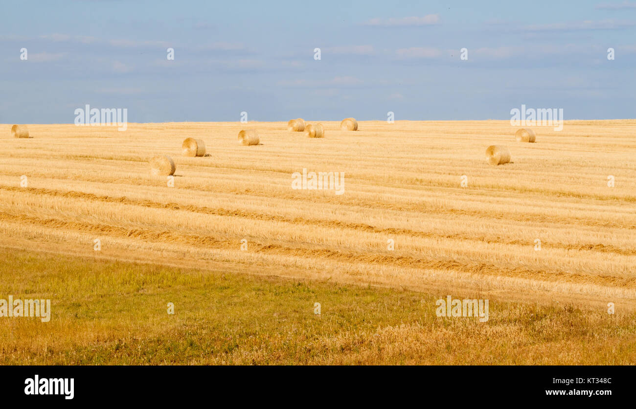 Field after harvesting Stock Photo - Alamy