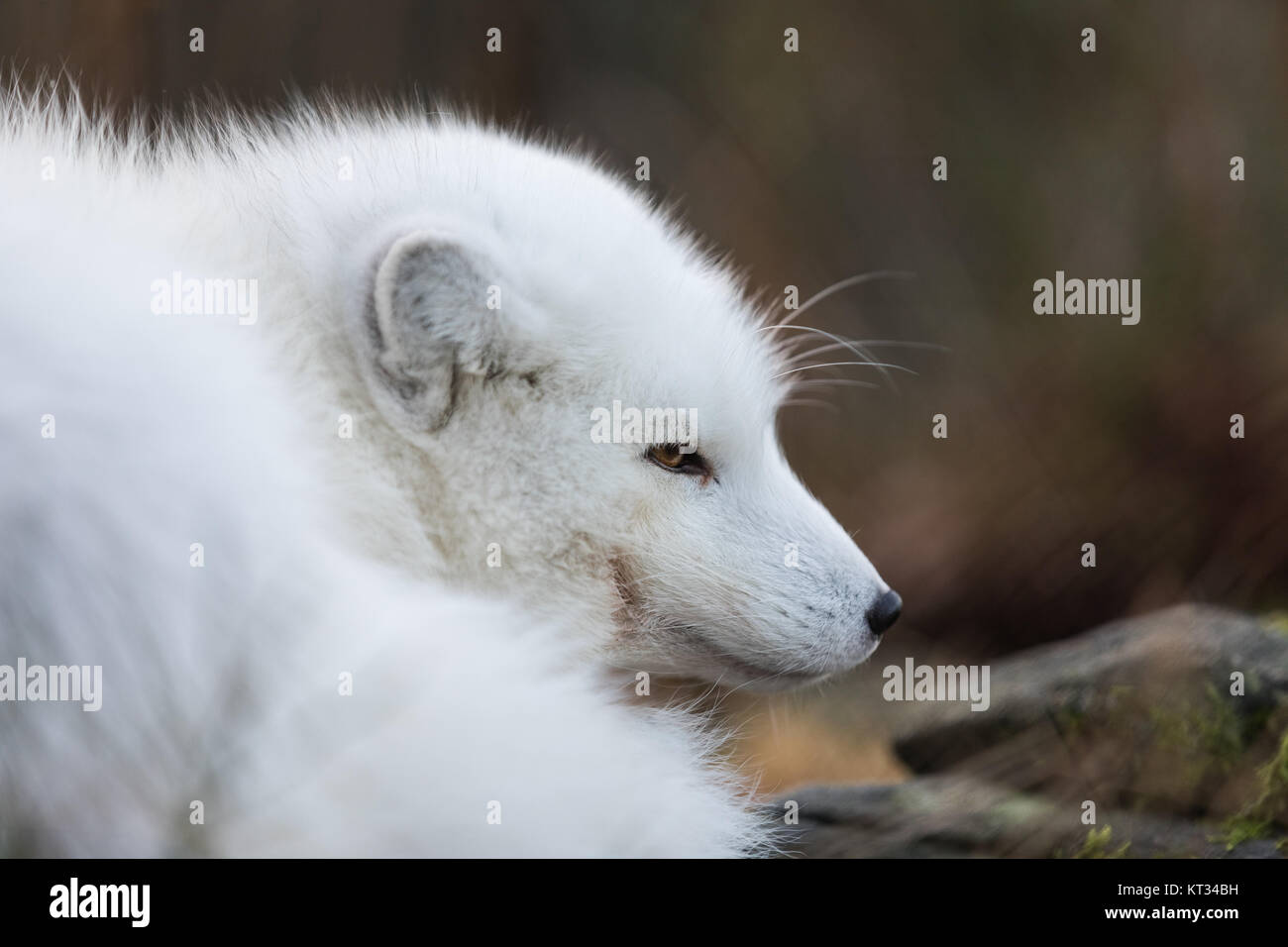 Portrait of an arctic fox, Vulpes Lagopus, male fox in white winter coat resting on the ground. Stock Photo