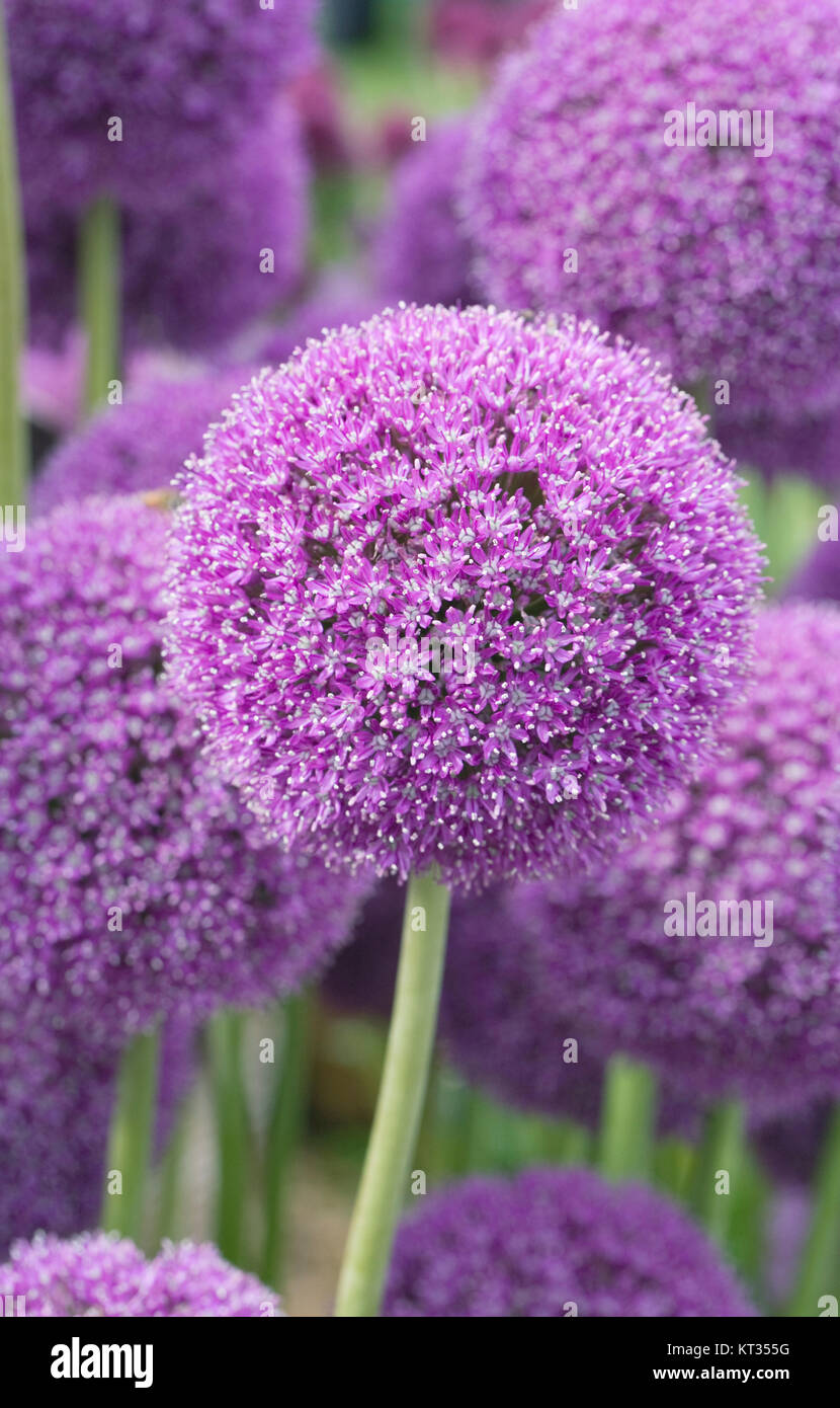 Allium 'Ambassador' flowers. Stock Photo