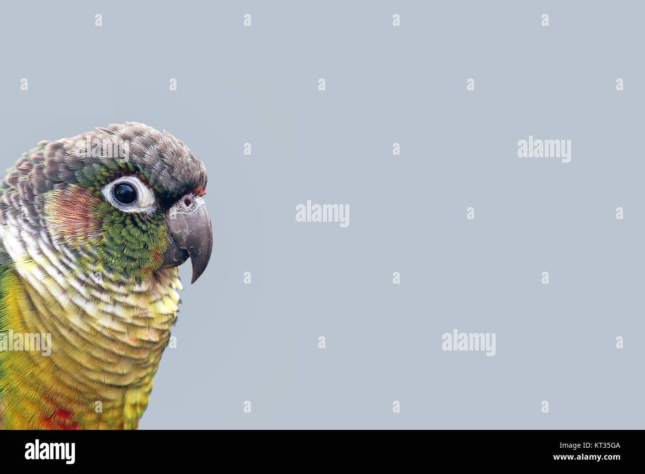 mato grosso green-cheeked red-tailed parakeet or yellow-faced parakeet Stock Photo