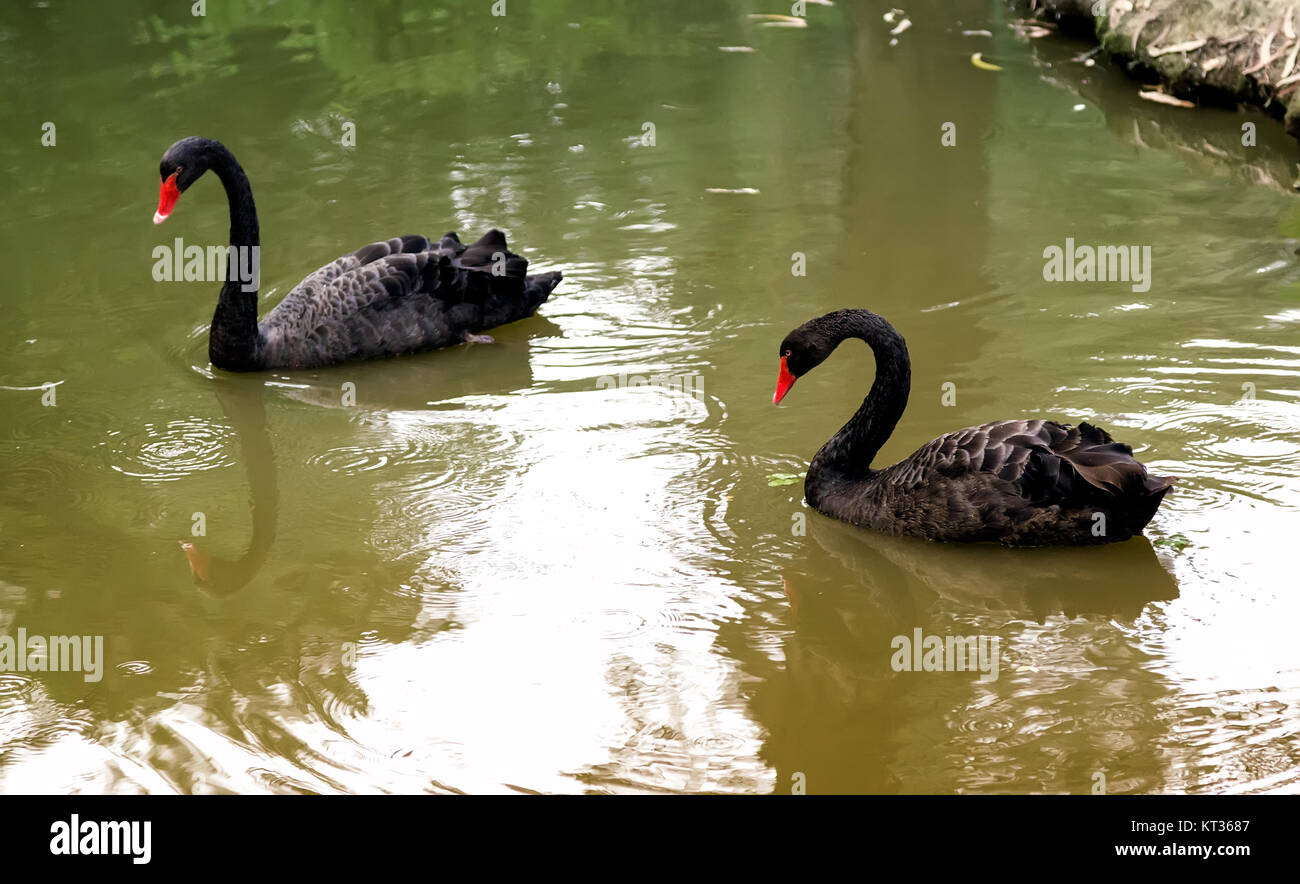 Two black swans on the lake . Stock Photo