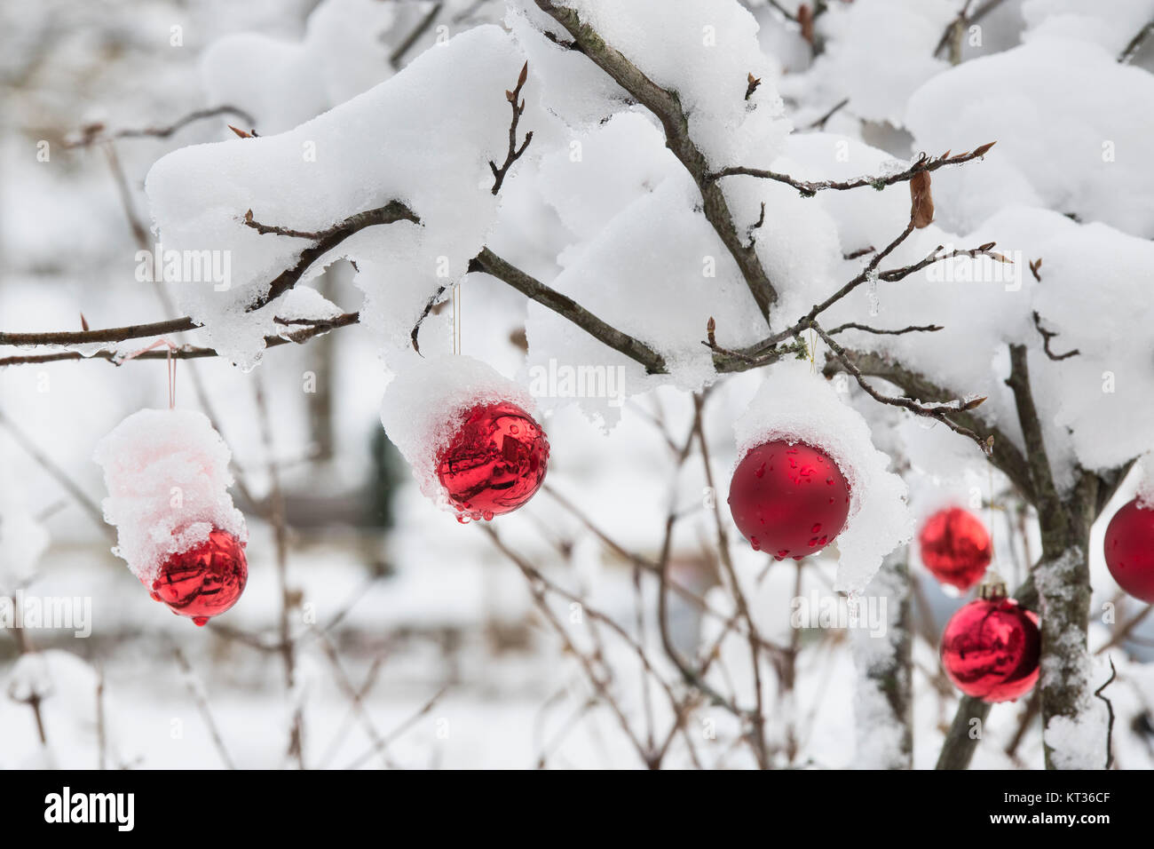 Red christmas baubles hanging on a snow covered shrub in December. Cotswolds, England Stock Photo