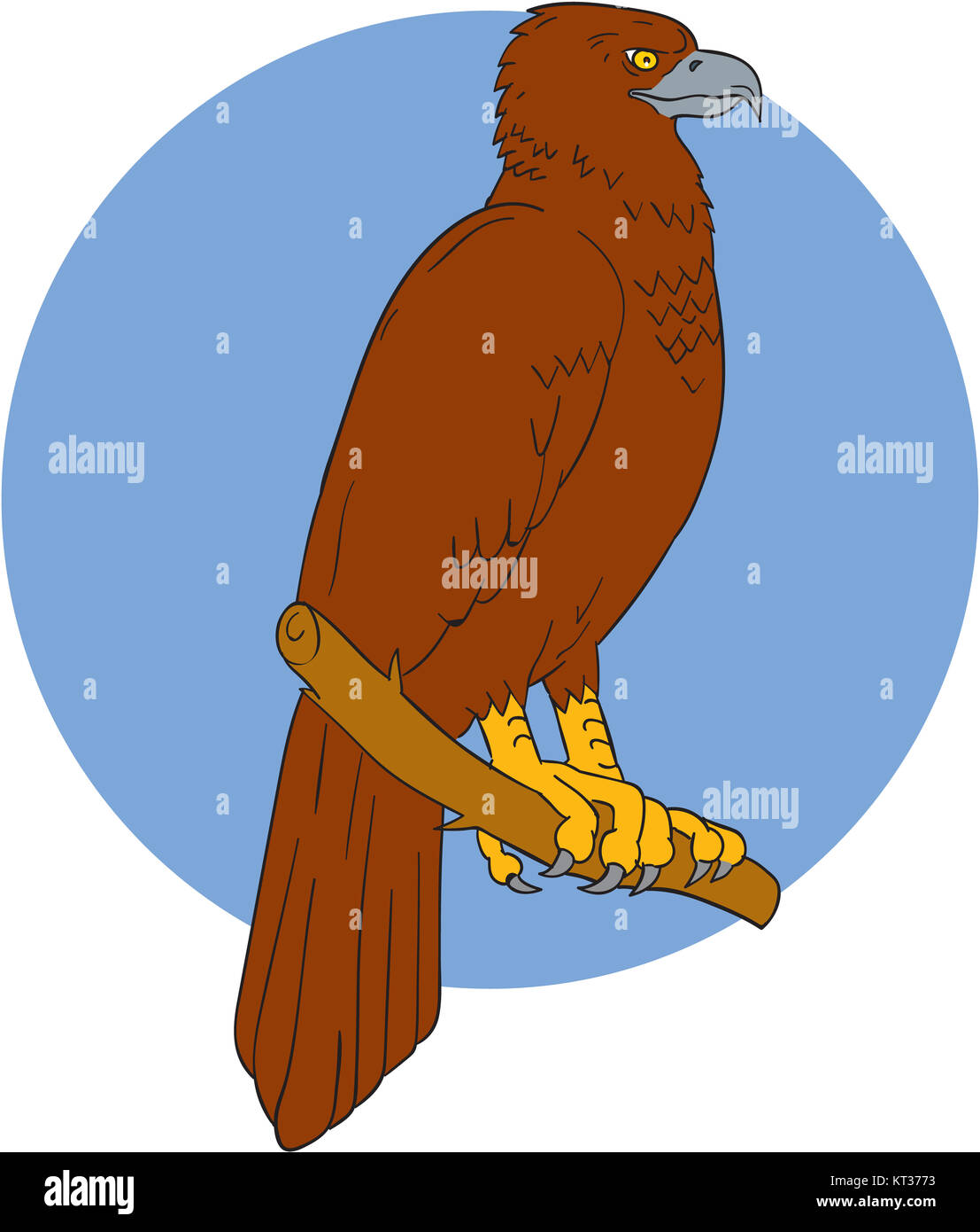 Australian Wedge-tailed Eagle Perch Drawing Stock Photo